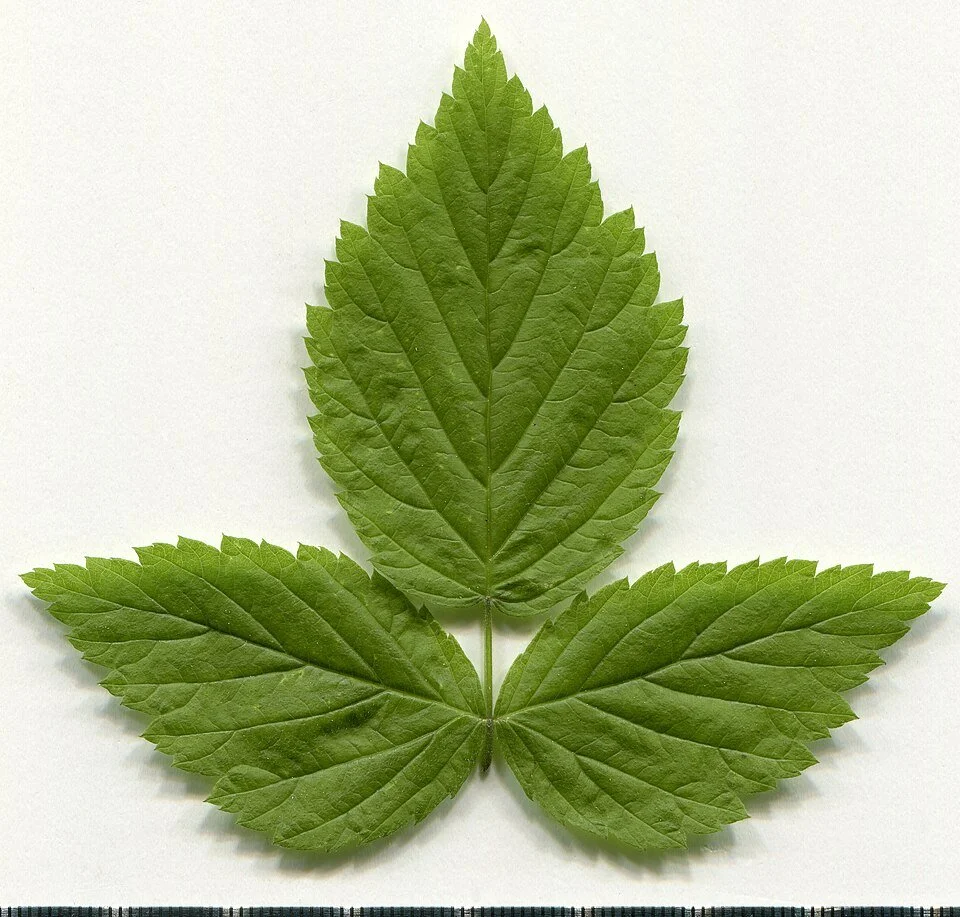 https://commons.wikimedia.org/wiki/User:Knopik-som