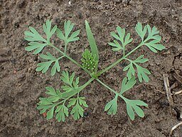 Krzysztof Ziarnek, Kenraiz, CC BY-SA 4.0  , via Wikimedia Commons