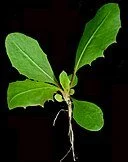https://commons.wikimedia.org/wiki/File:Taraxacum_officinale_15-p.bot-tara.offi-48.jpg