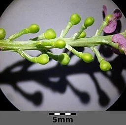 Stefan.lefnaer, CC BY-SA 4.0  , via Wikimedia Commons