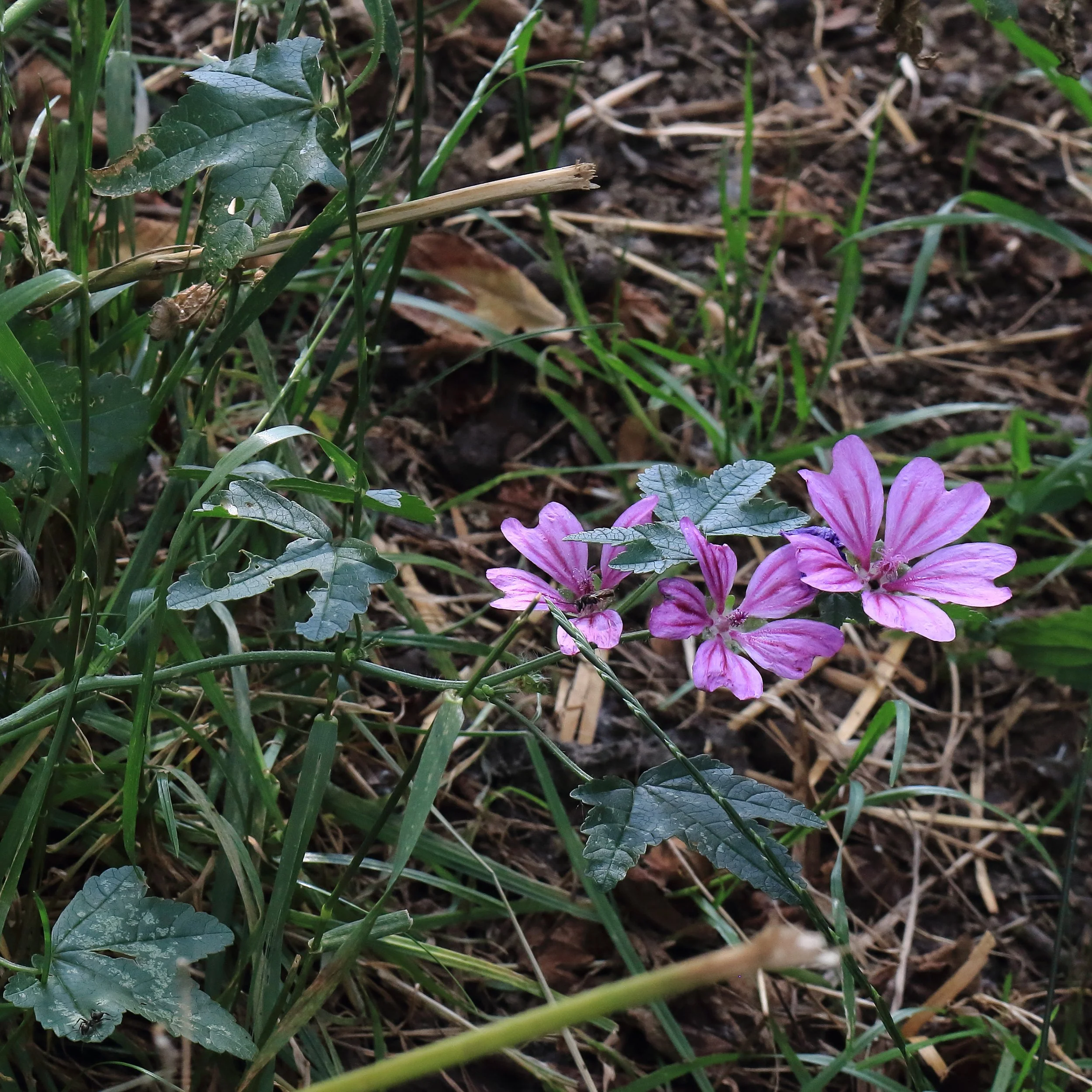 By NobbiP, CC BY-SA 3.0, https://commons.wikimedia.org/w/index.php?curid=80623364