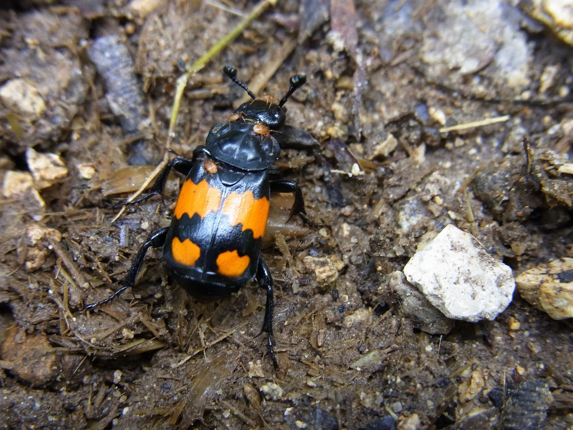carrion-beetle-54753_1920.jpg
