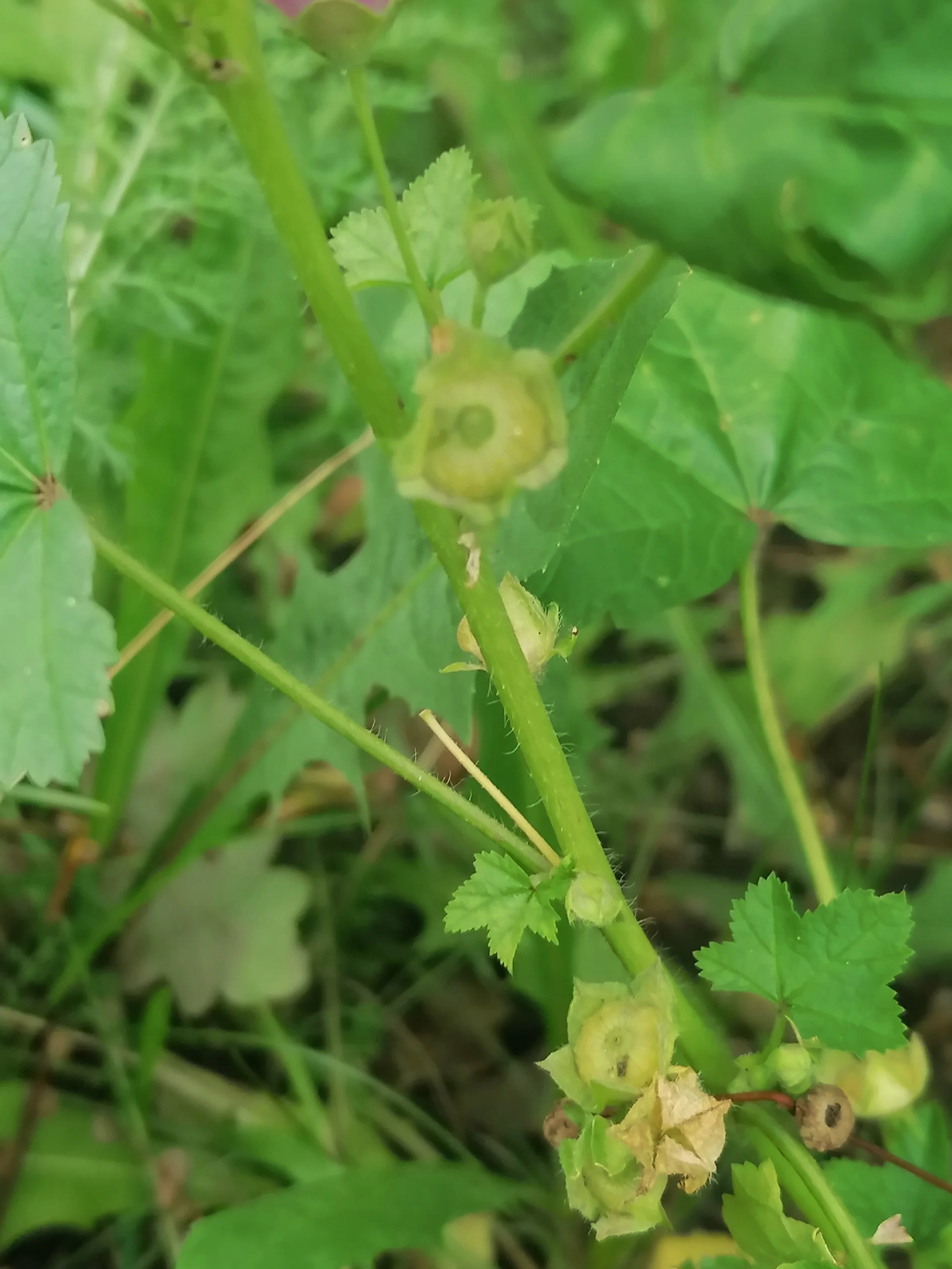 By Robert Flogaus-Faust - Own work, CC BY 4.0, https://commons.wikimedia.org/w/index.php?curid=135464527