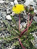 https://commons.wikimedia.org/wiki/File:Taraxacum_spec_RF.jpg