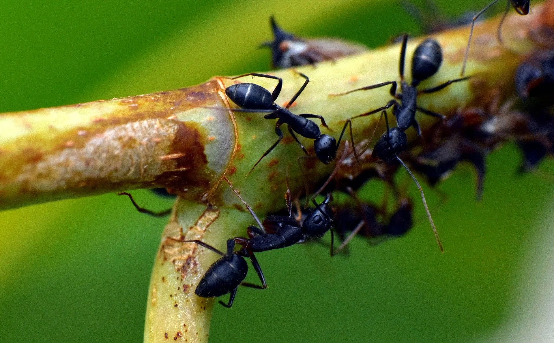 black-ant-3761027_1920.jpg