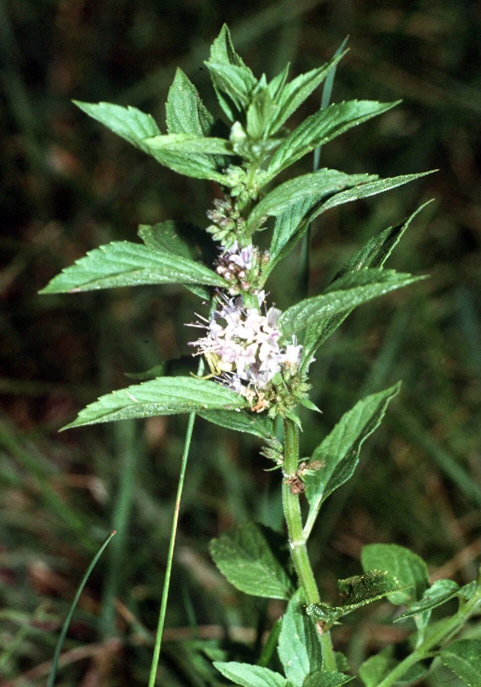 obert Tatina. USDA SCS. 1989. Midwest wetland flora: Field office illustrated guide to plant species. Midwest National Technical Center, Lincoln. Courtesy of USDA NRCS Wetland Science Institute.