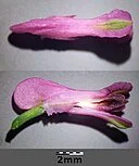 Stefan.lefnaer, CC BY-SA 4.0  , via Wikimedia Commons