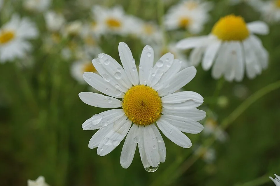 https://www.flickr.com/people/59161444@N05