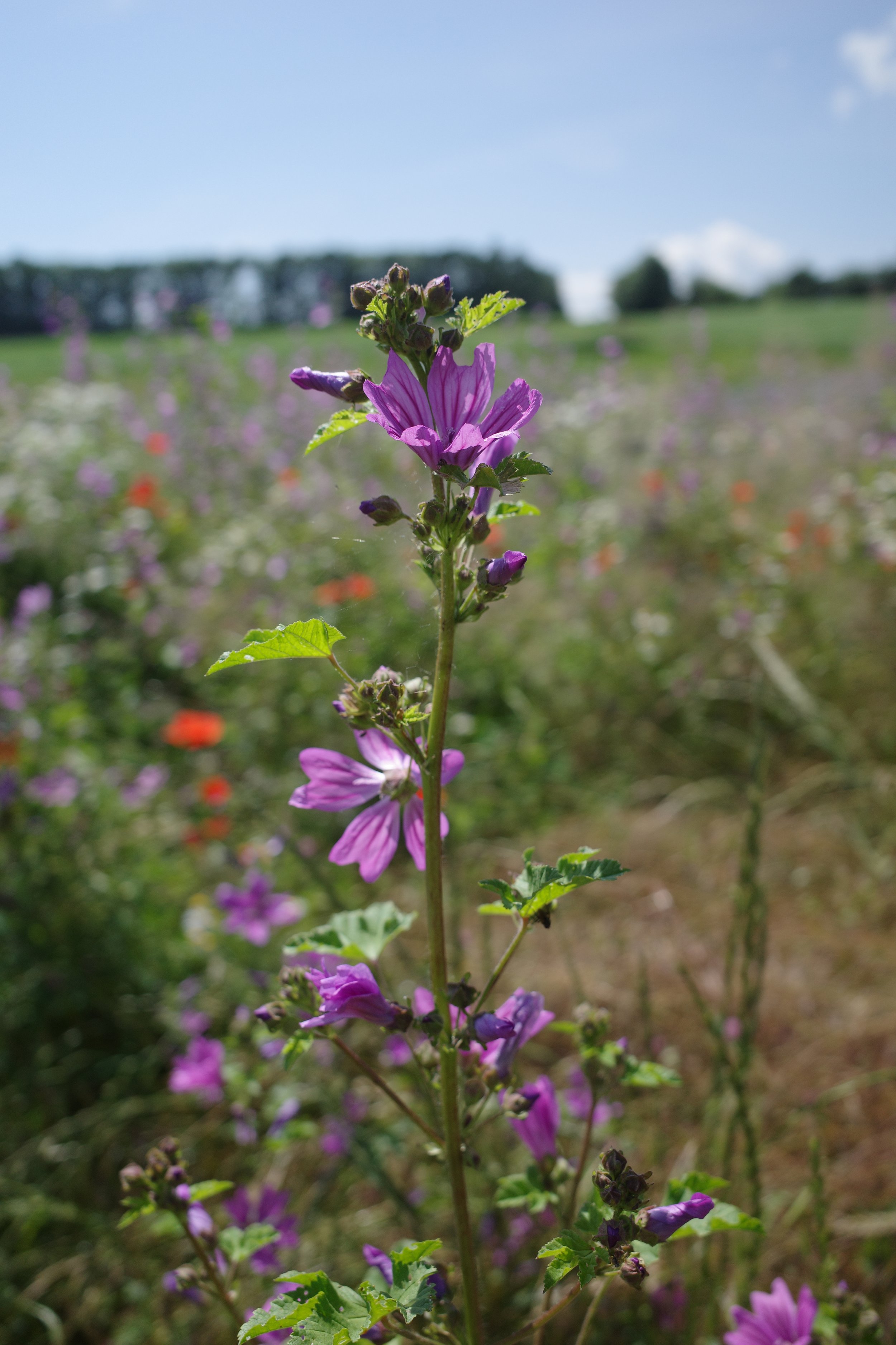 By Stephan van Helden - Own work   This photo was taken with Ricoh GR III, CC BY-SA 4.0, https://commons.wikimedia.org/w/index.php?curid=117753152