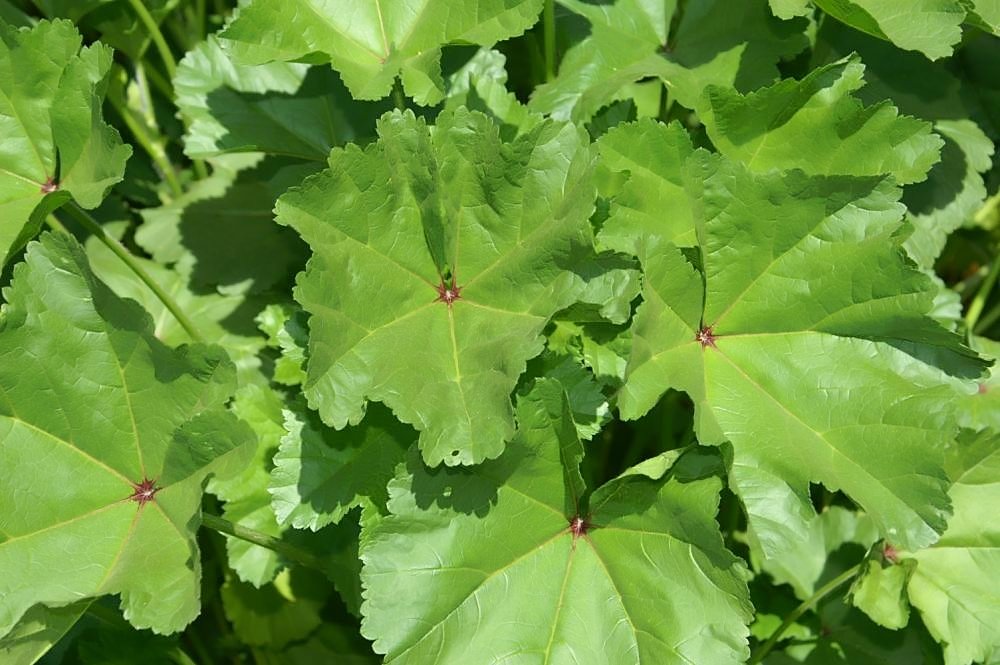 By Photo by David J. Stang - source: David Stang. First published at ZipcodeZoo.com, CC BY-SA 4.0, https://commons.wikimedia.org/w/index.php?curid=61003790