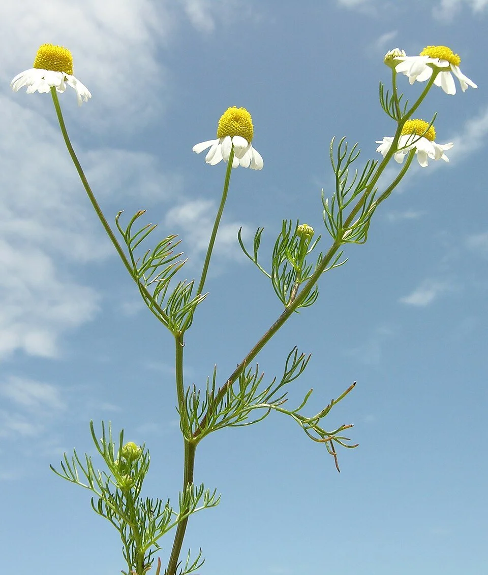 https://commons.wikimedia.org/wiki/Special:MediaSearch?uselang=de&type=image&search=Echte+Kamille+–+Matricaria+chamomilla+L.