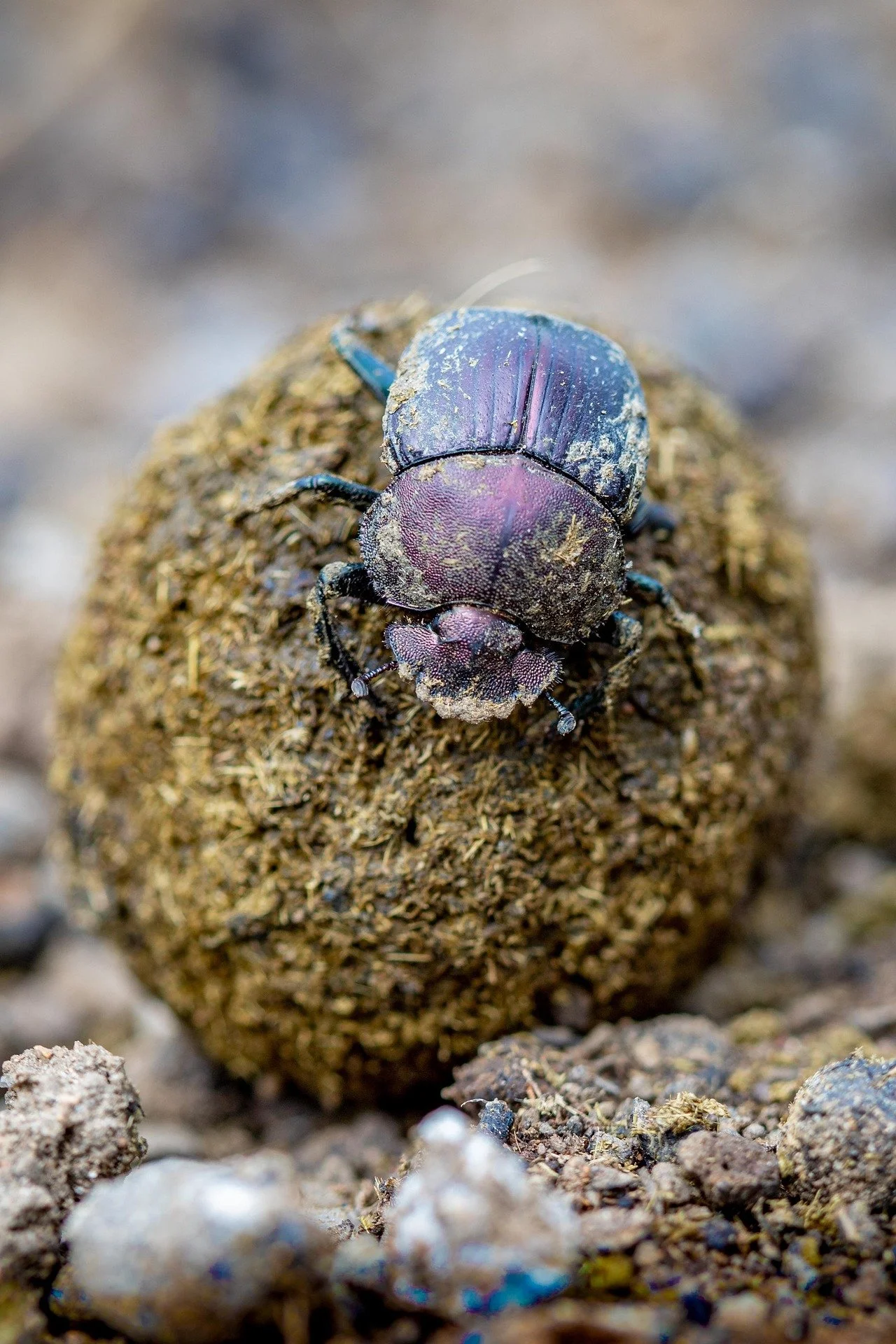 scarab-5053712_1920.jpg