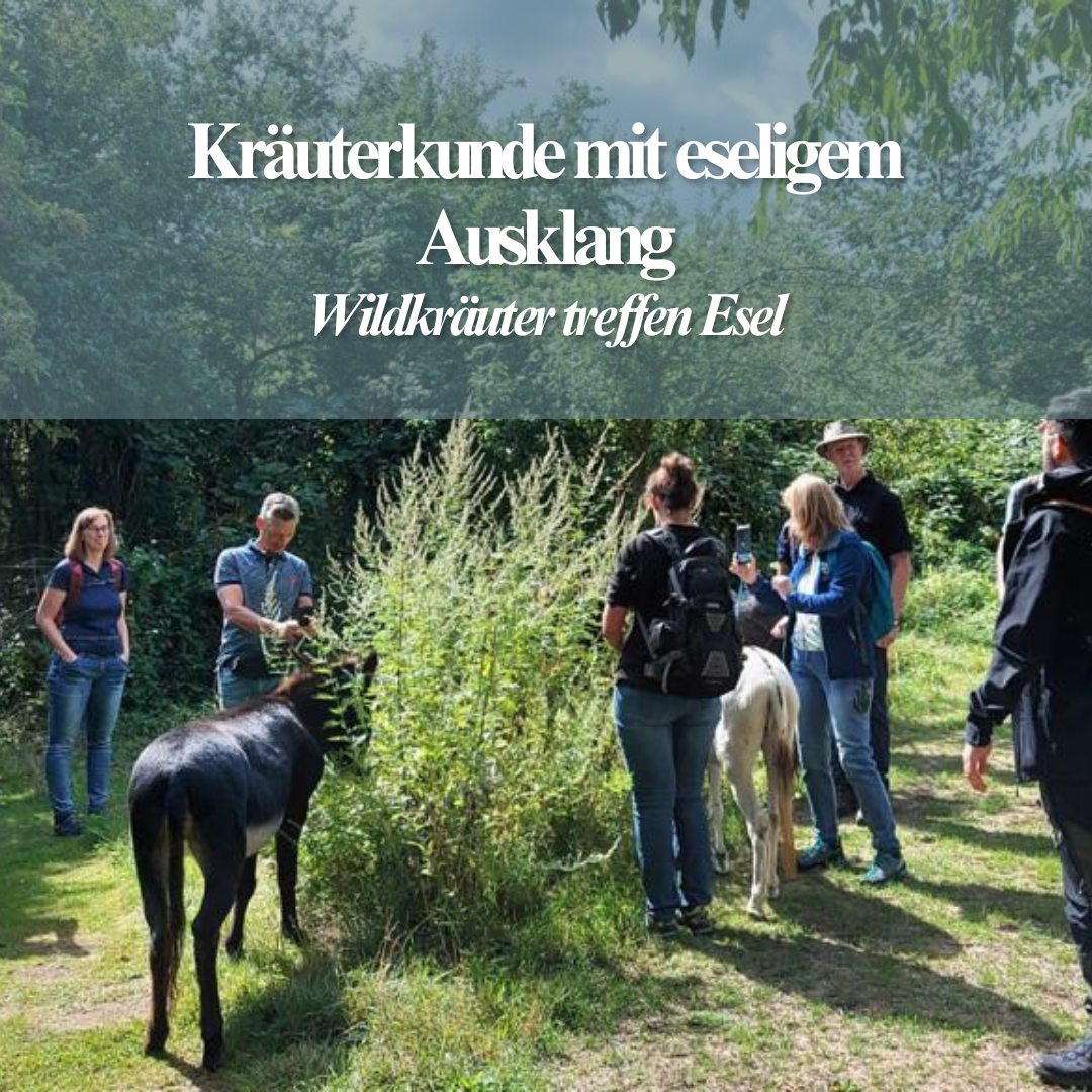 Wildkräuter-Tour (2h) an unterschiedlichen Standorten zu unterschiedliches Jahreszeiten-8.png