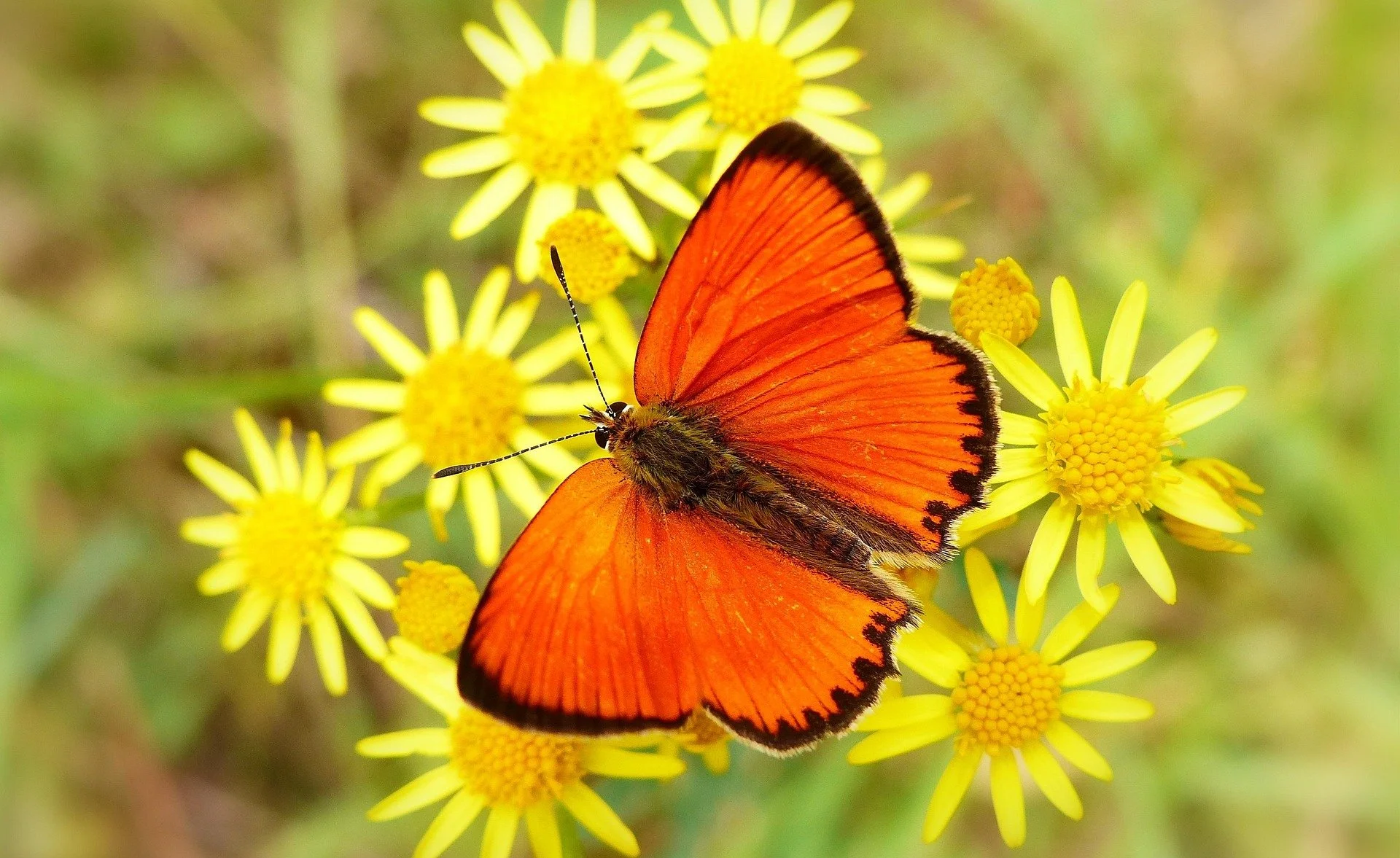nature-3201584_1920.jpg