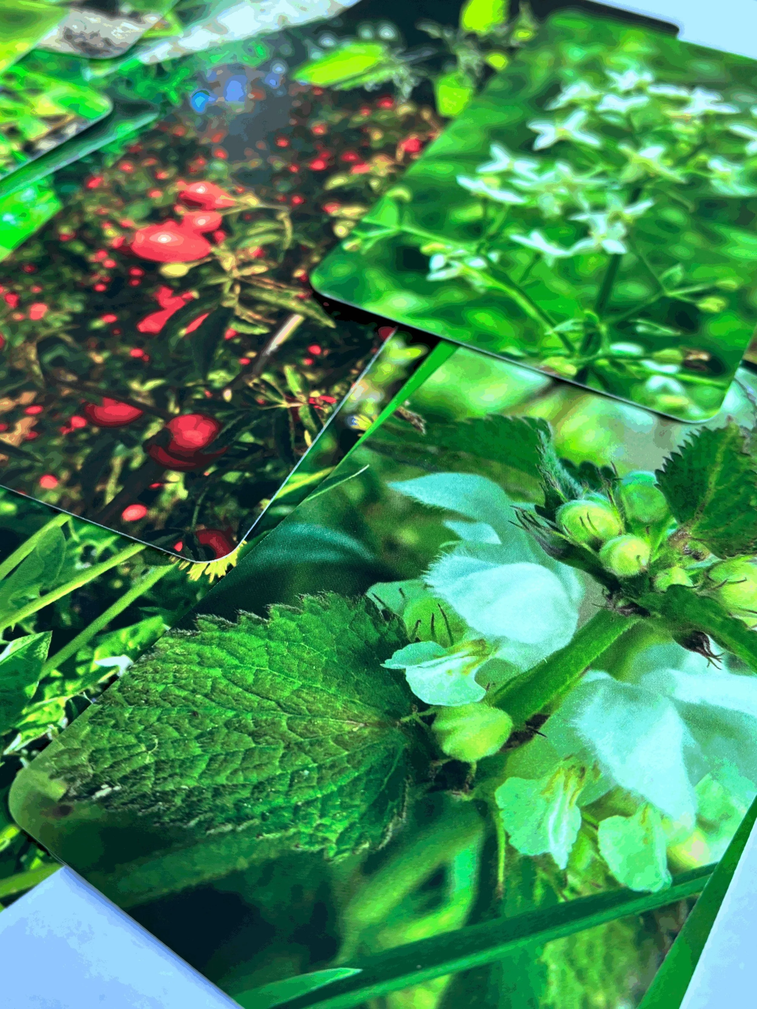 Nahaufnahmen von Pflanzen mit grünen Blättern und weißen Blüten auf Fotokarten.