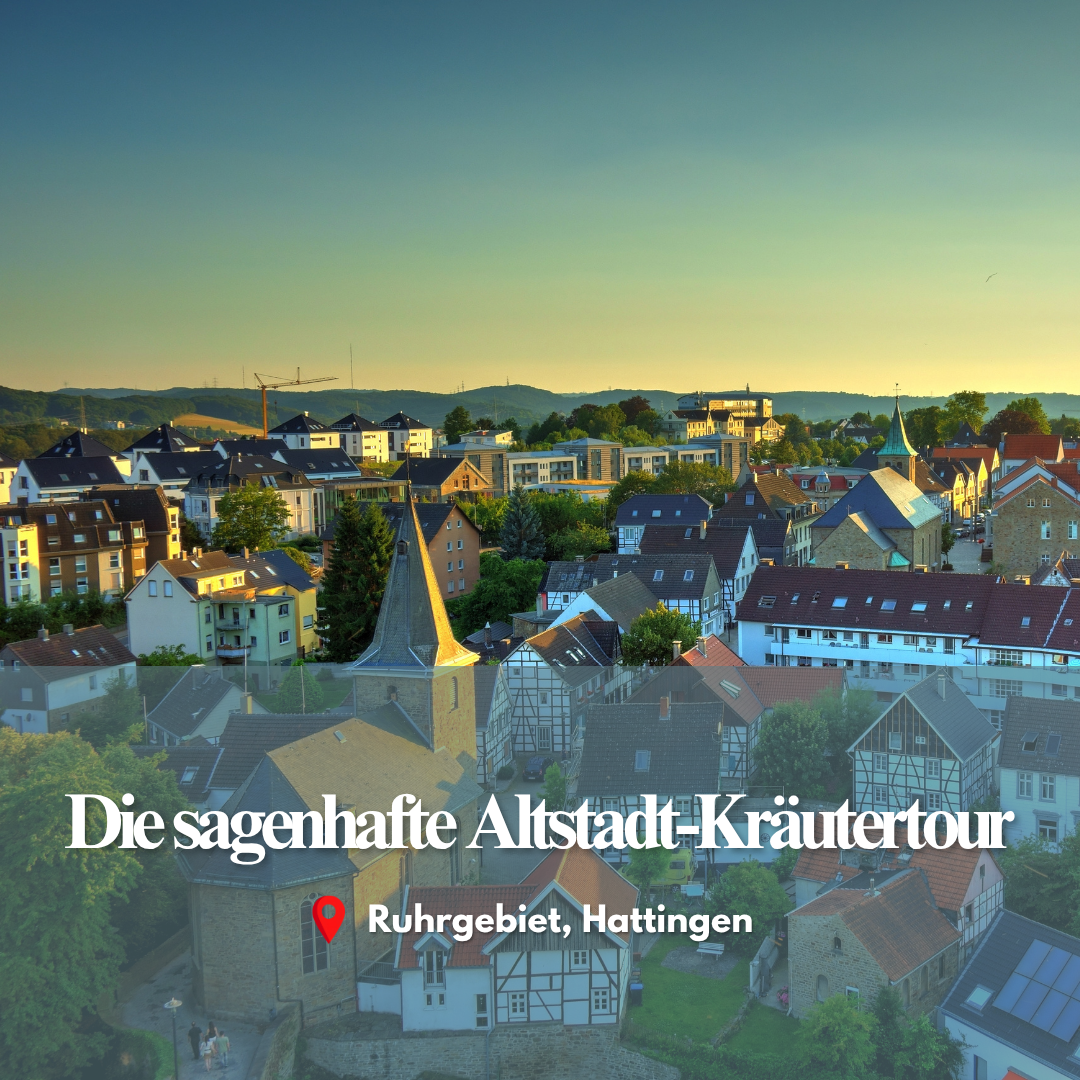 Wildkräuter-Tour (2h) an unterschiedlichen Standorten zu unterschiedliches Jahreszeiten.png