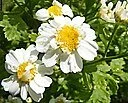 https://commons.wikimedia.org/wiki/File:Tanacetum_parthenium_Bl%C3%BCten.JPG