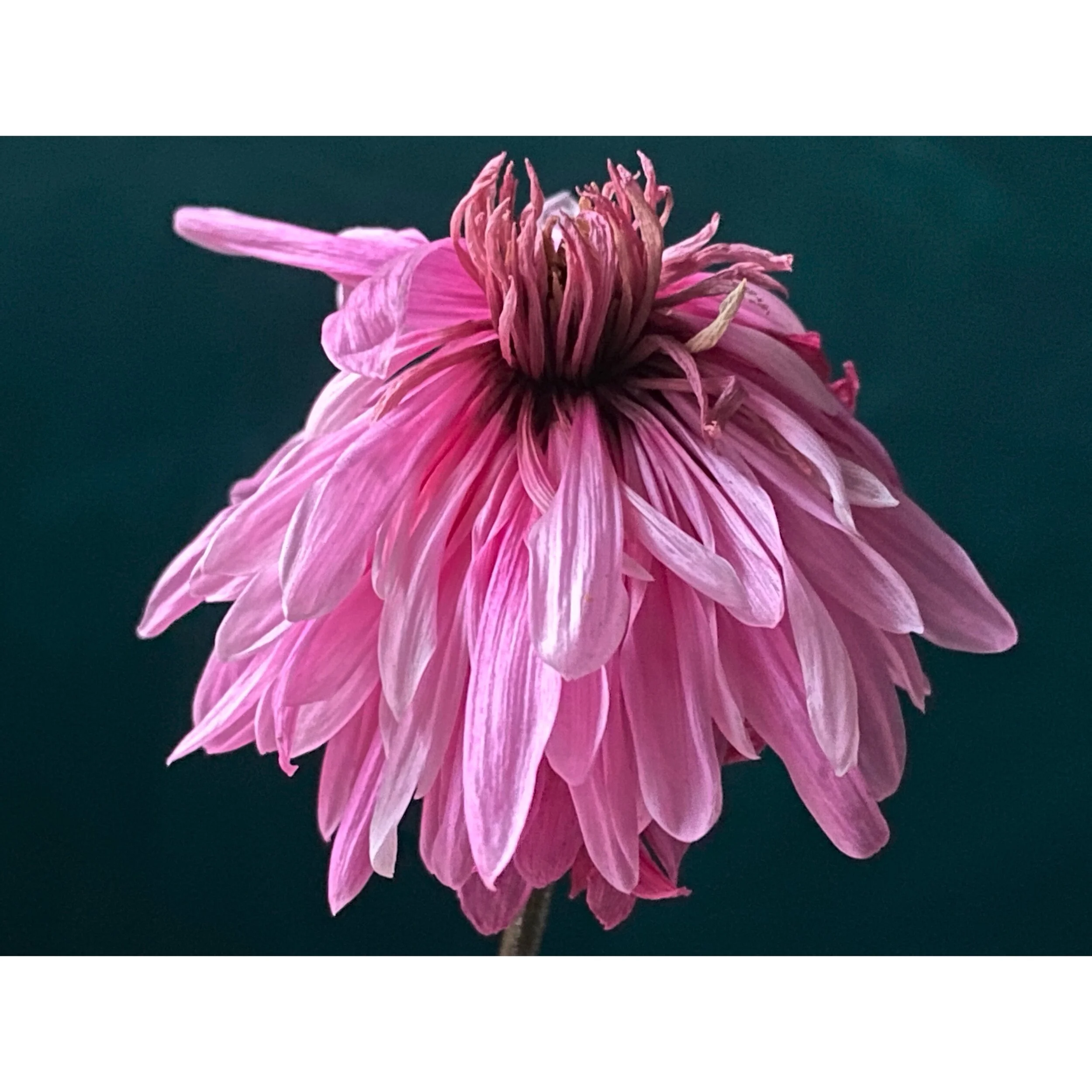 Chrysanthemum 