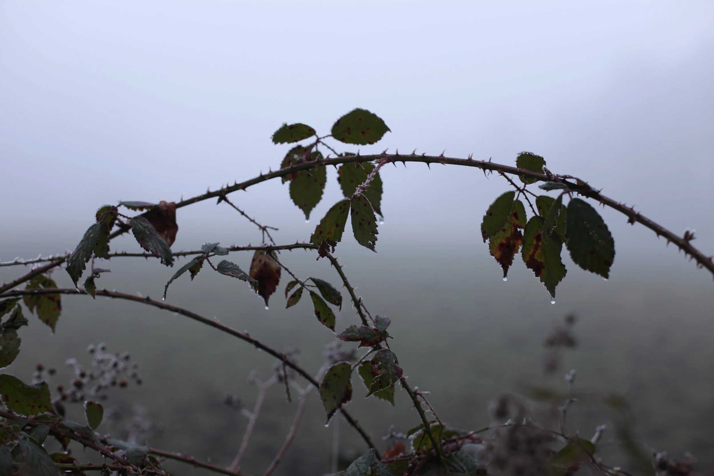 Brambles in the rain and mist 