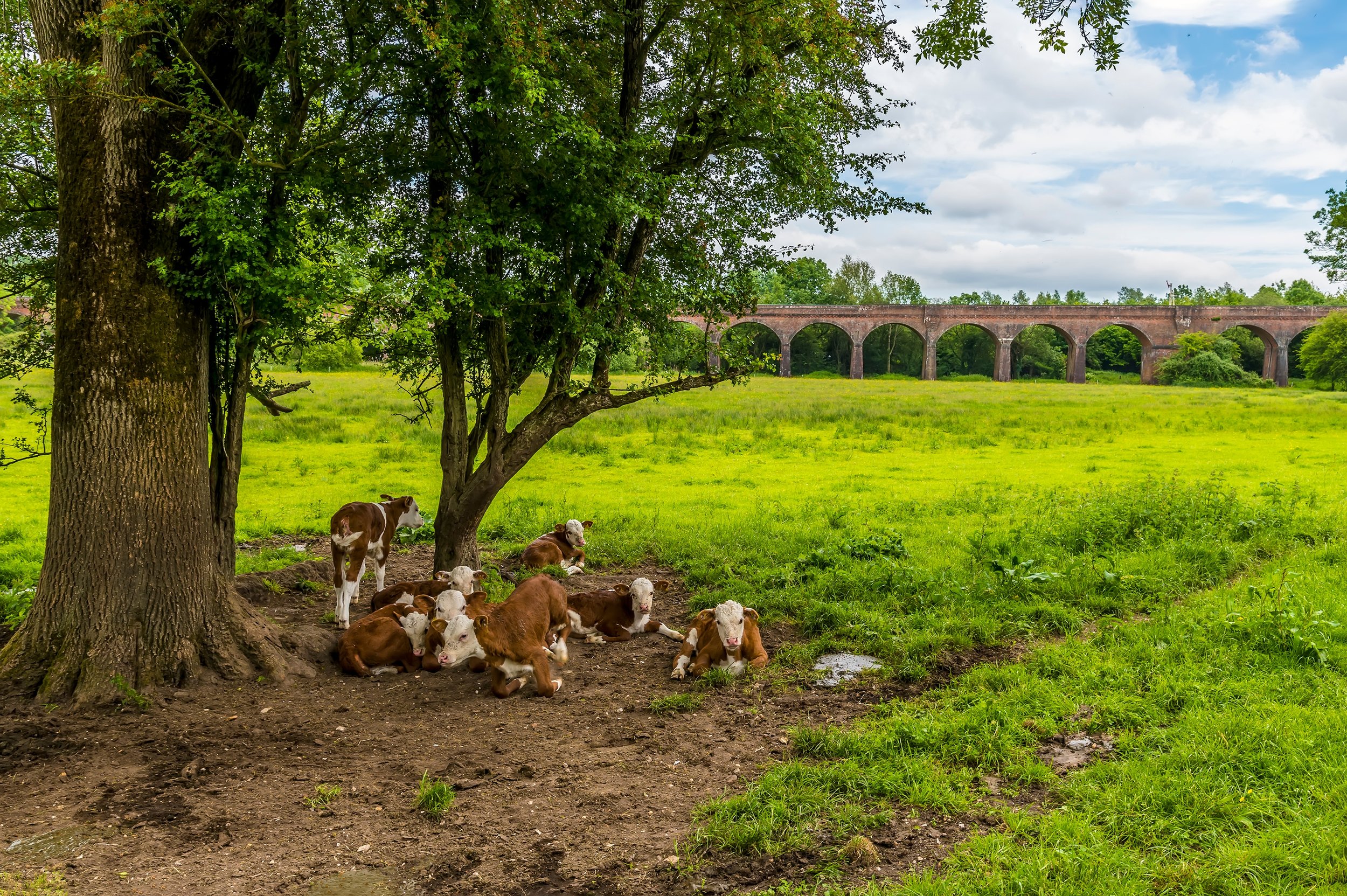 Hockley Viaduct Walk