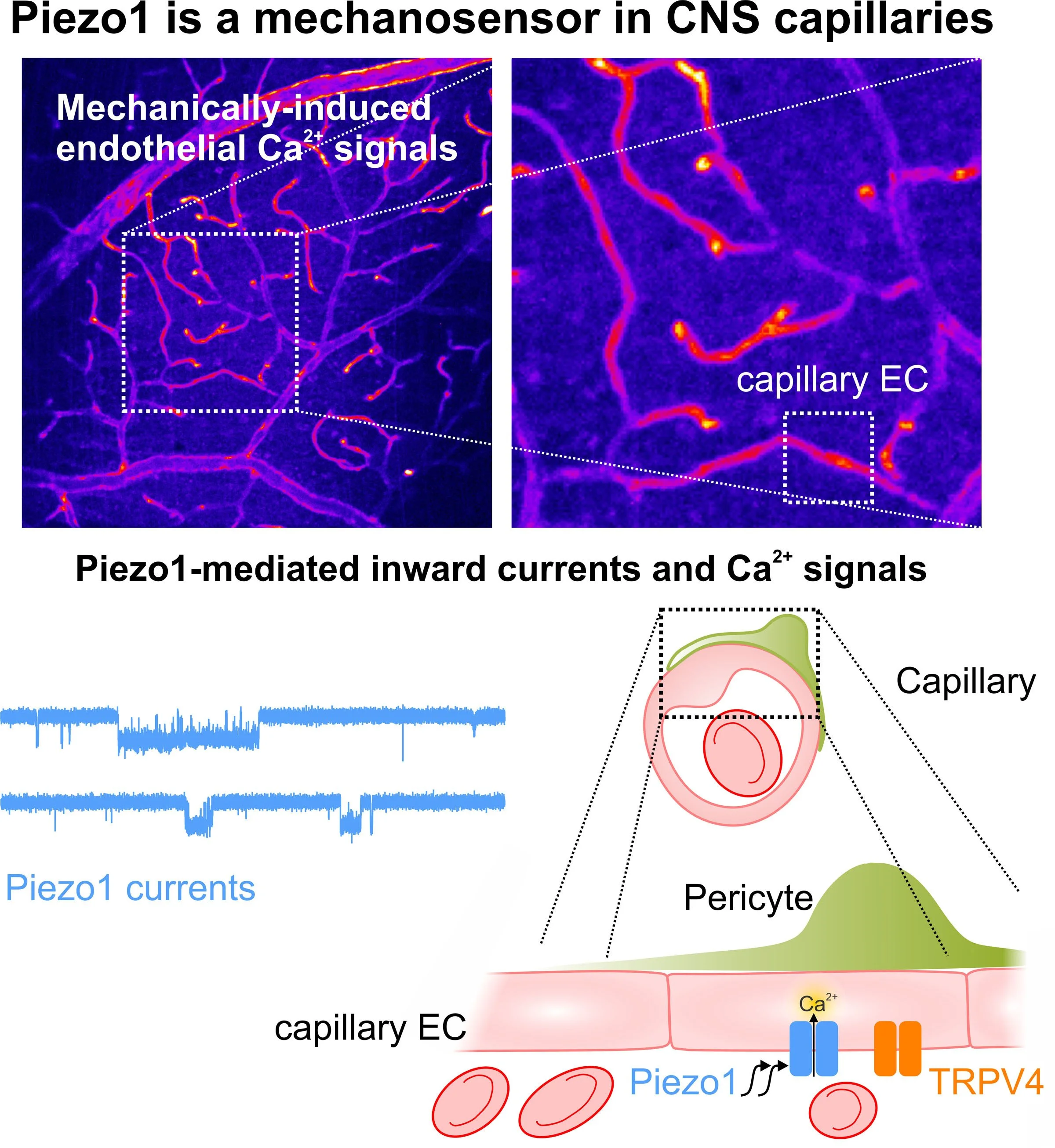Harraz et al., Circulation Research 2022