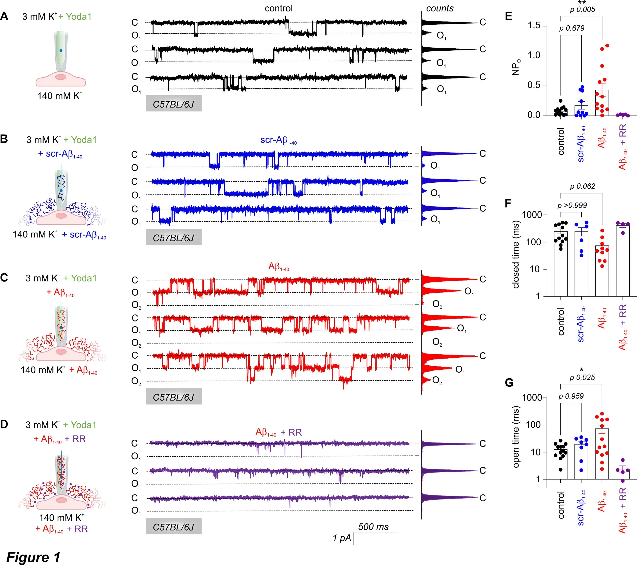 Lim, Willemse, Harraz, Biophysical J 2025