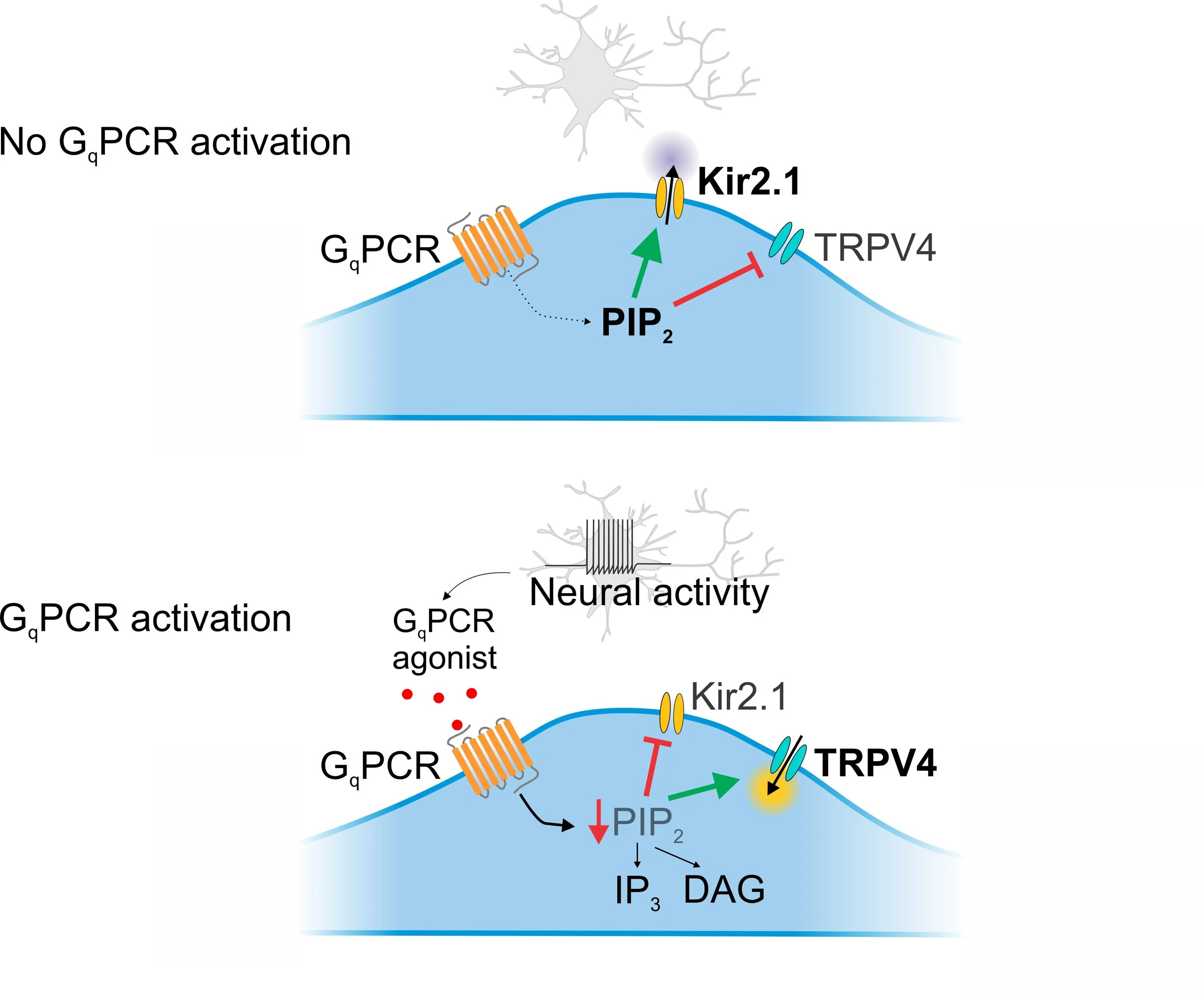 Harraz et al., eLife 2018