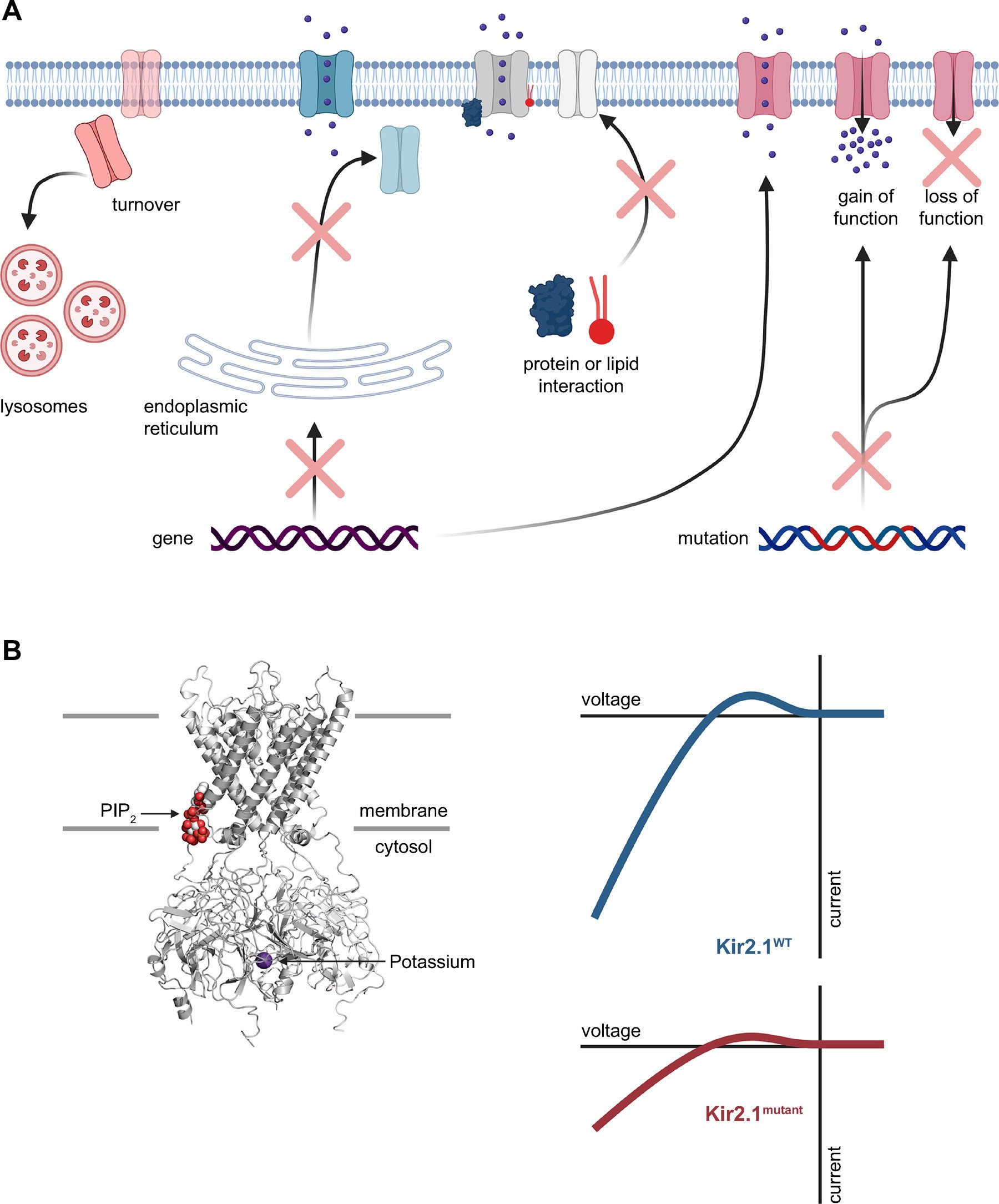 Harraz, Delpire, Physiol Rev 2024