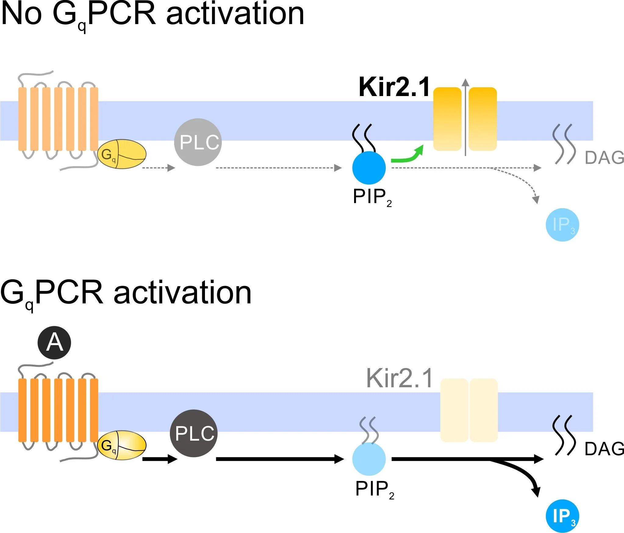 Harraz et al., PNAS 2018