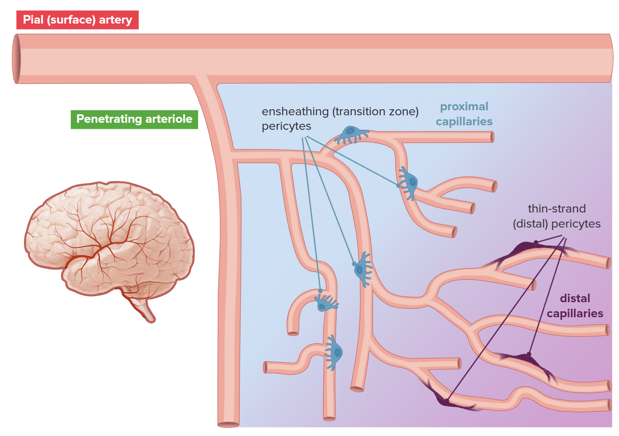 Harraz & Hashad, PHYSIOLOGY 2025