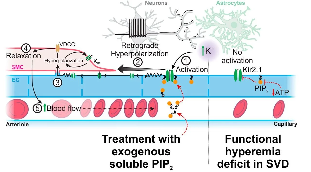 Dabertrand*, Harraz* et al., PNAS 2021
