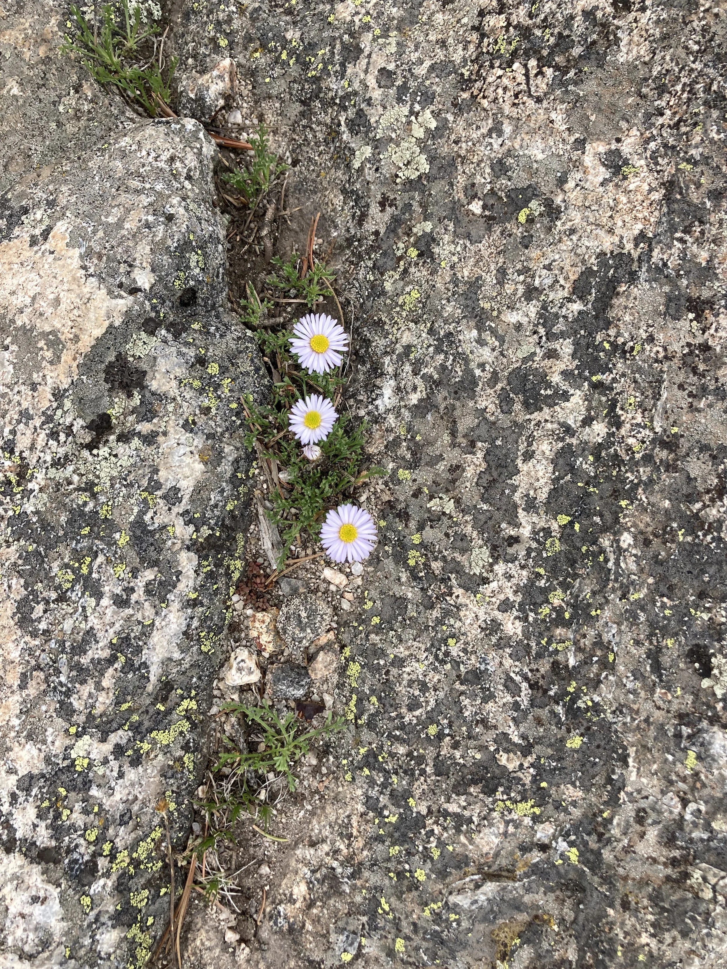 IMG_0678.jpeg