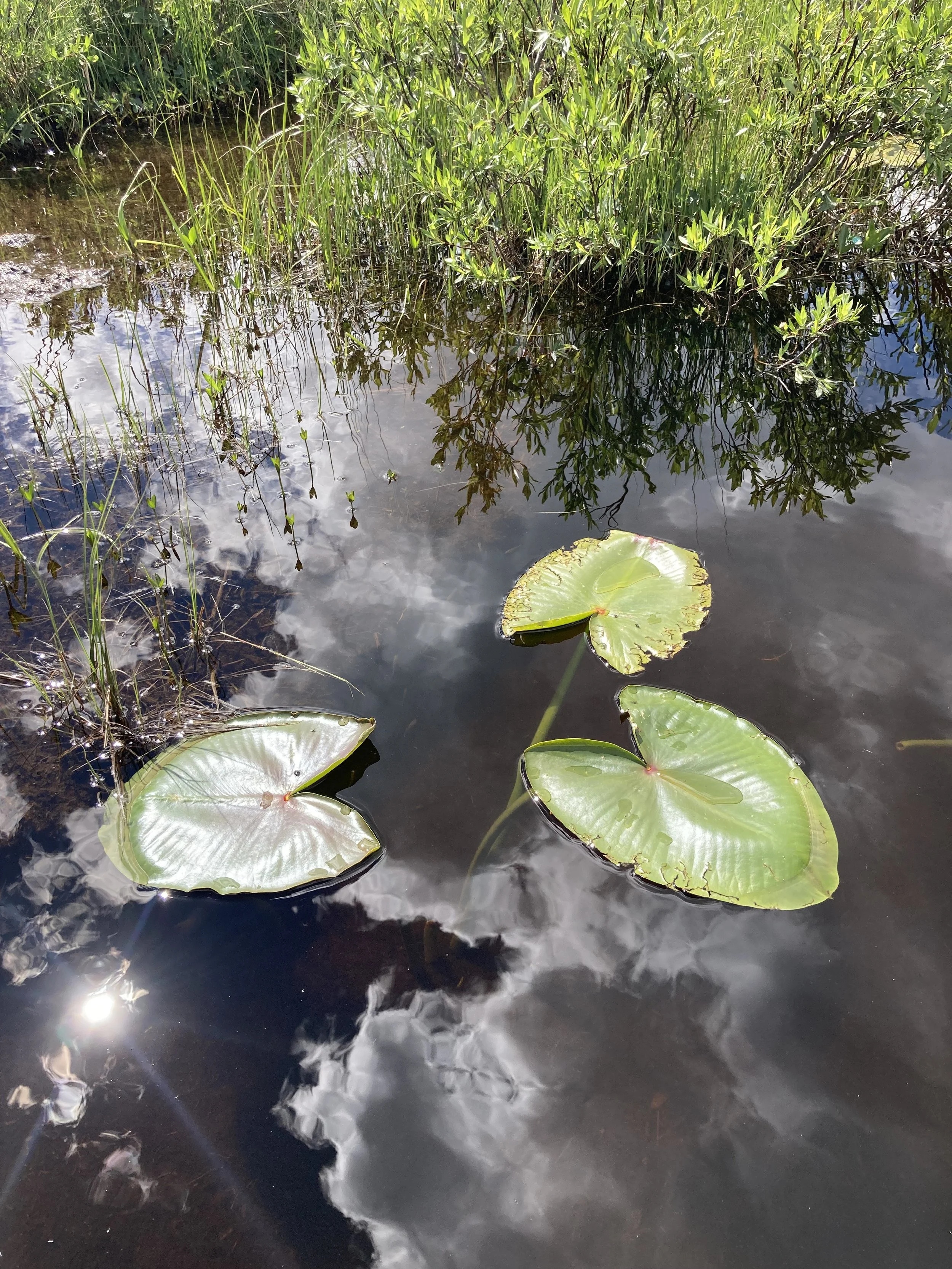 IMG_0850.jpeg