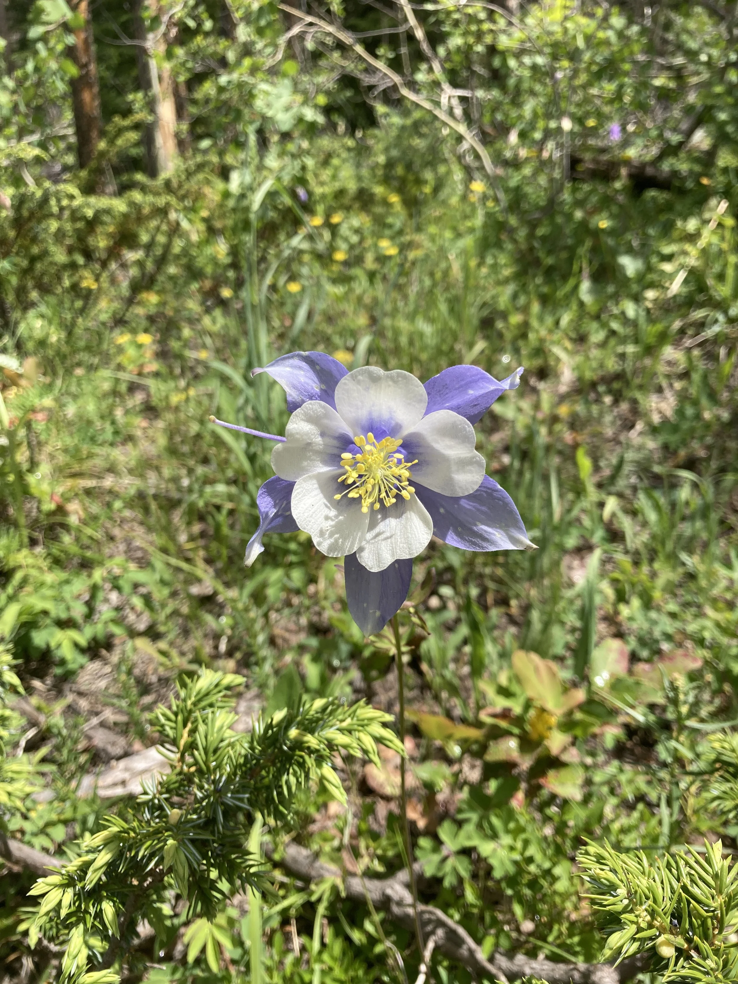 IMG_0819.jpeg