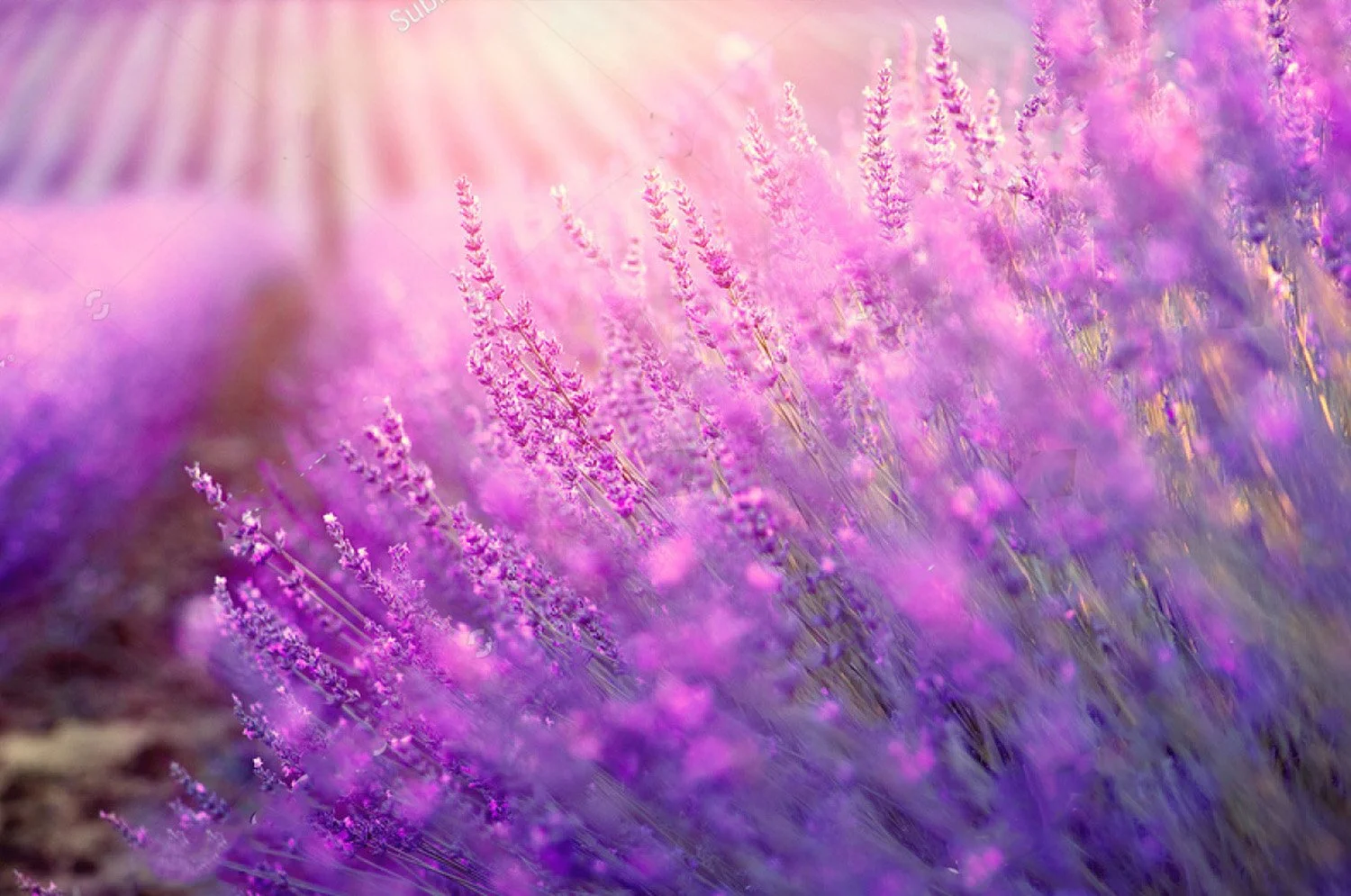 The Story of Lavender