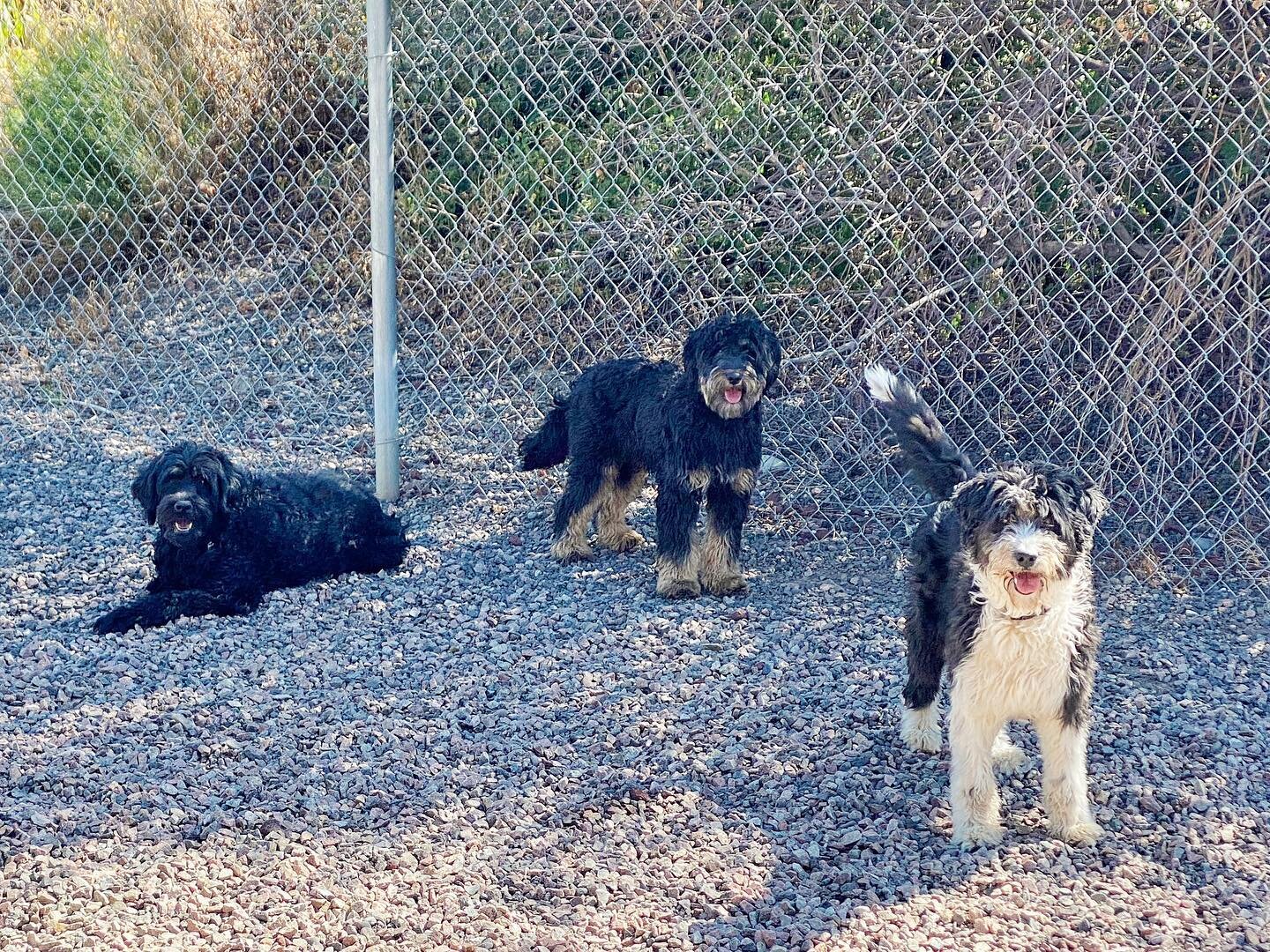 Our resident doodle squad, Sheba, Ranger, and Dakota have been with us all summer and consider us their second family. We just love them, and they have been having so much fun! 🖤

#rockymountainpetresort #doodlesofinstagram #doodlegram #dogsofsteamb