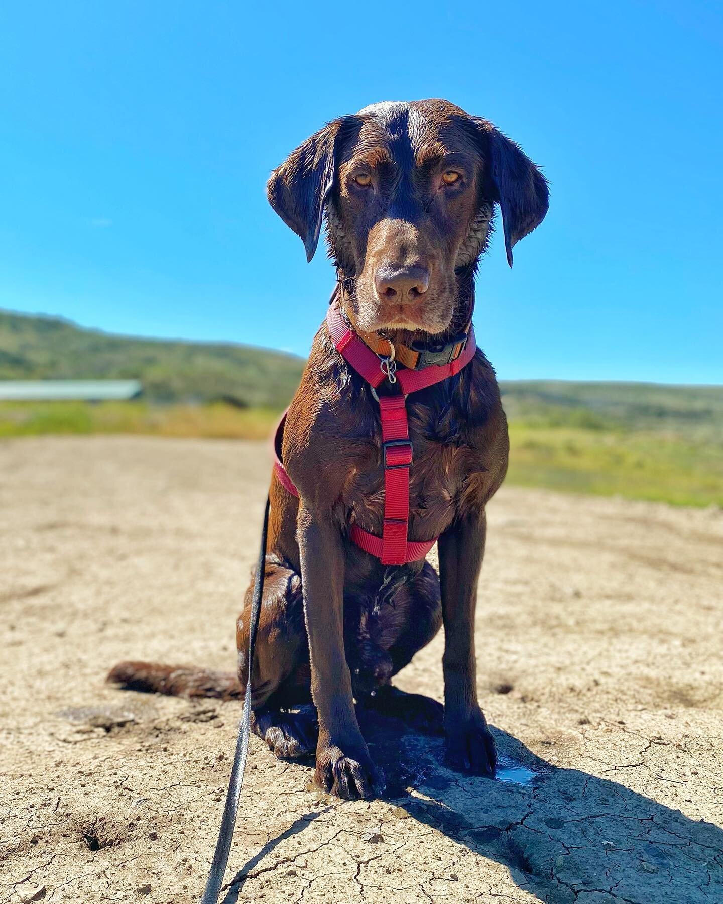 King boy is back!! We have missed this handsome guy so much! 🤎

#rockymountainpetresort #chocolatelab #chocolatelabsofinstagram #labsofinstagram #labrador #labradorretriever #duckdog #duckdogsofinstagram #huntingdogsofinstagram #waterdog #dogsofstea