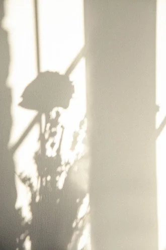 Shadow of flower, fall ketamine group in Brooklyn