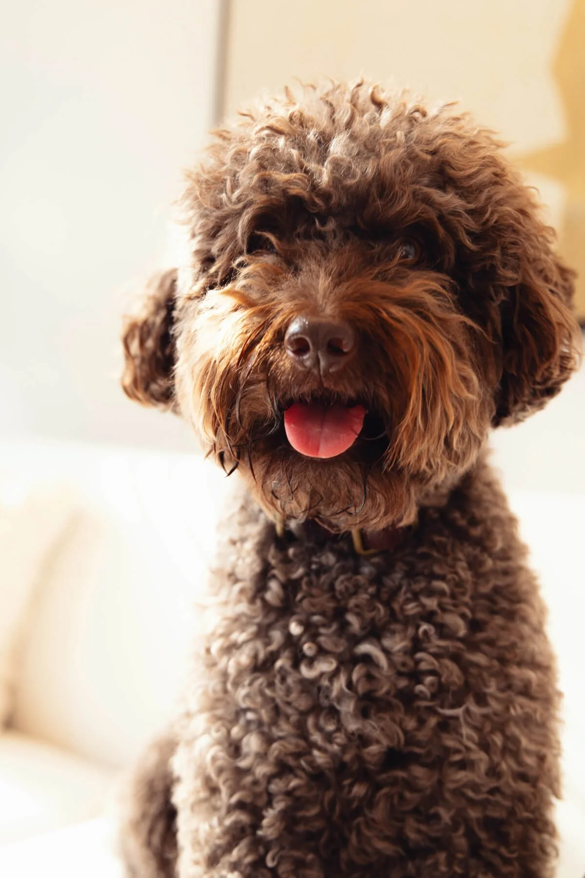 Somatic therapy dog, Ollie