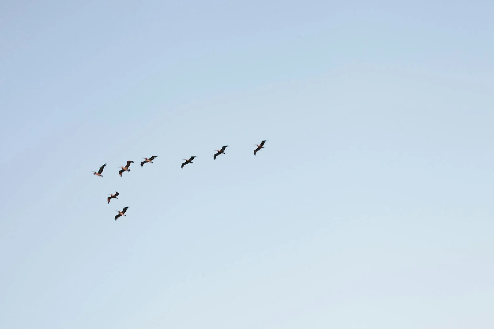 Birds flying in sky