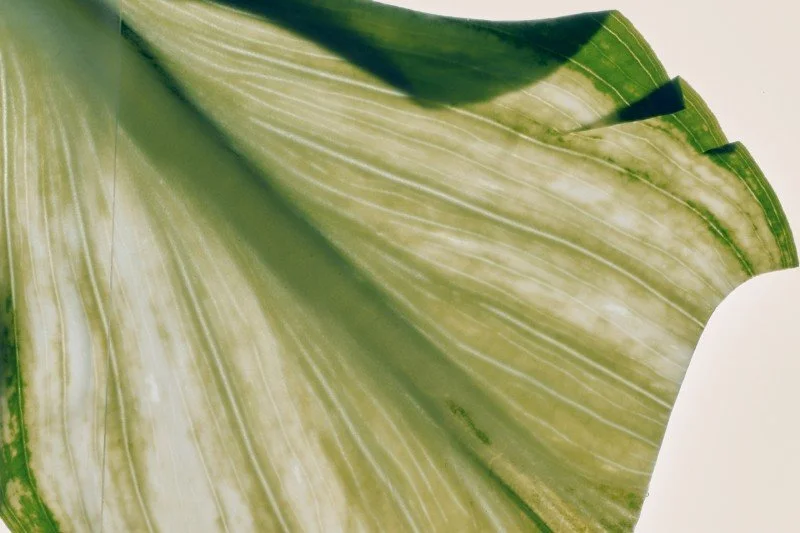 Green leaf, ketamine therapy group nyc