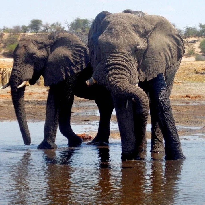 Gentle giants

Book with AfricaCultureJourneys

Info@africaculturejourneys.com