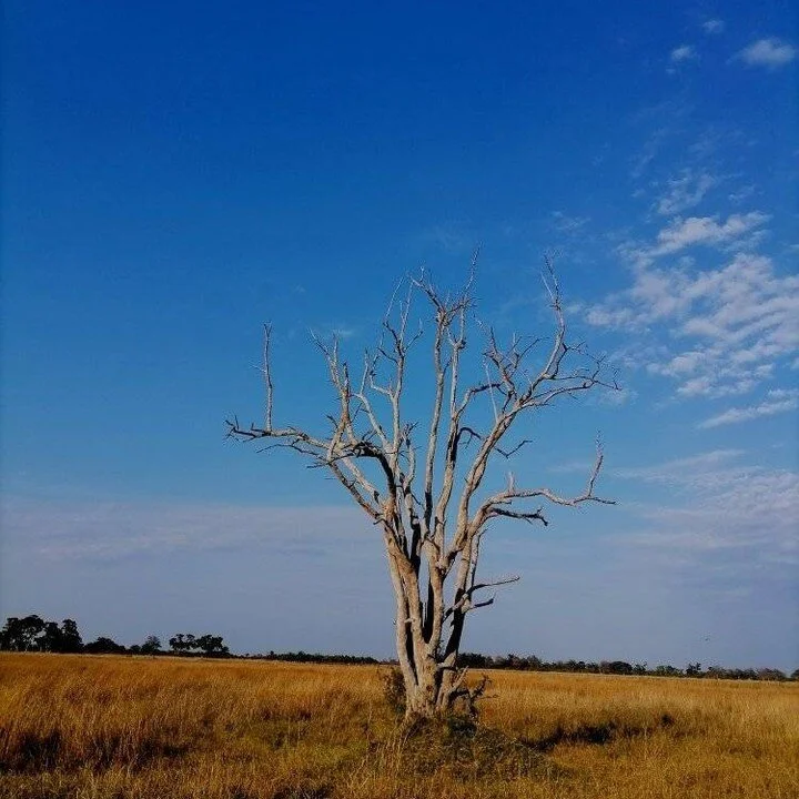 Beautiful landscapes of Savuti