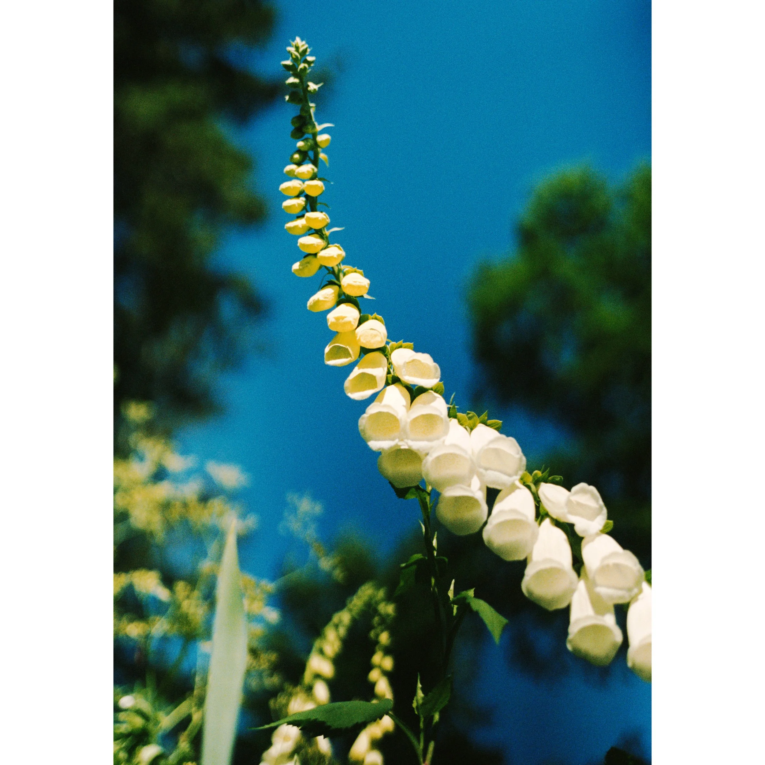 GEORGIA_HILMER_FOXGLOVE_FRAMEBRIDGE_SMALLER SQUARE.jpg