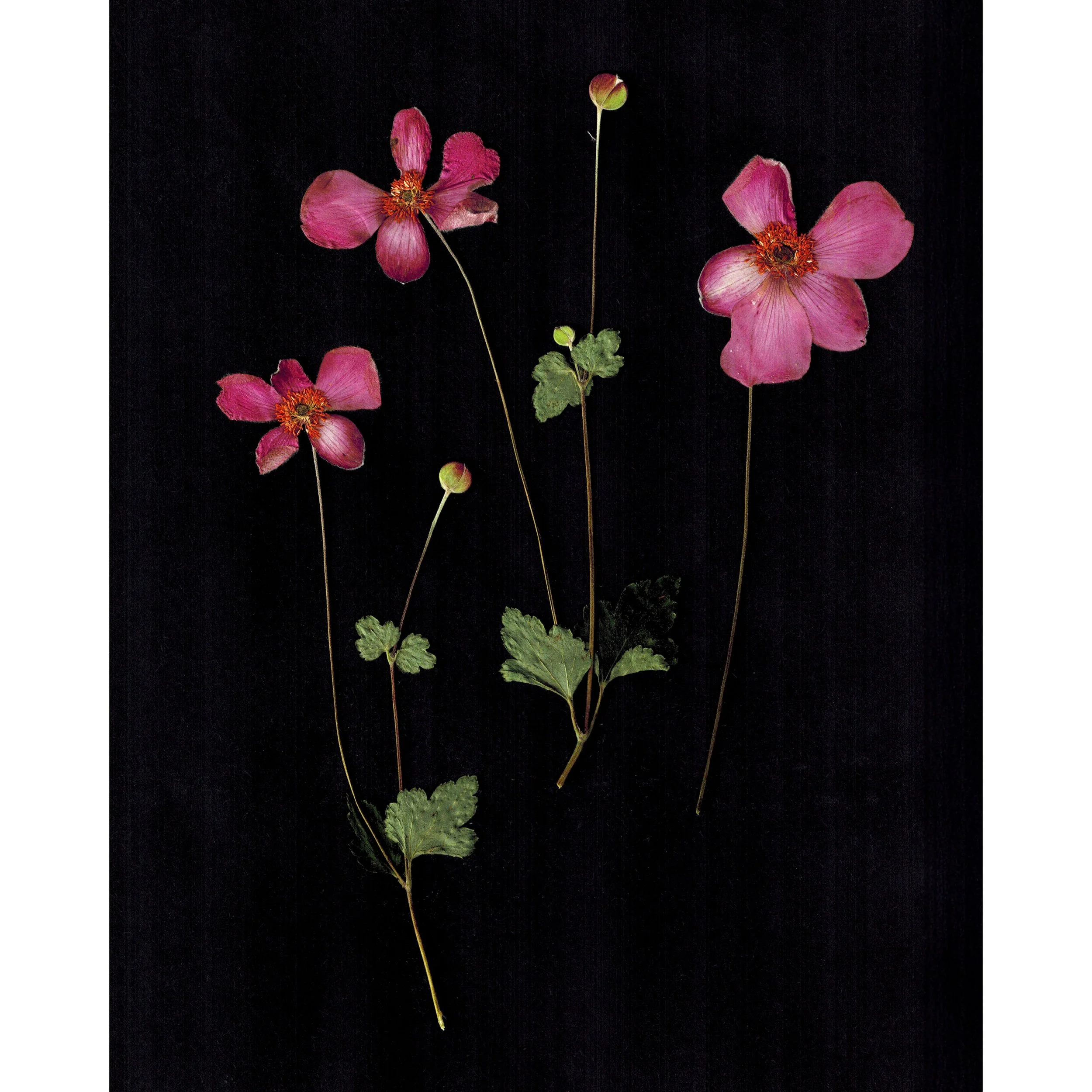 Dried Anemone Black 1 FRAMEBRIDGE SQUARE.jpg