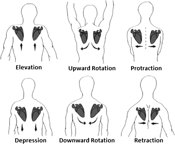 Scapular Protraction And Retraction Muscles – OAPHT