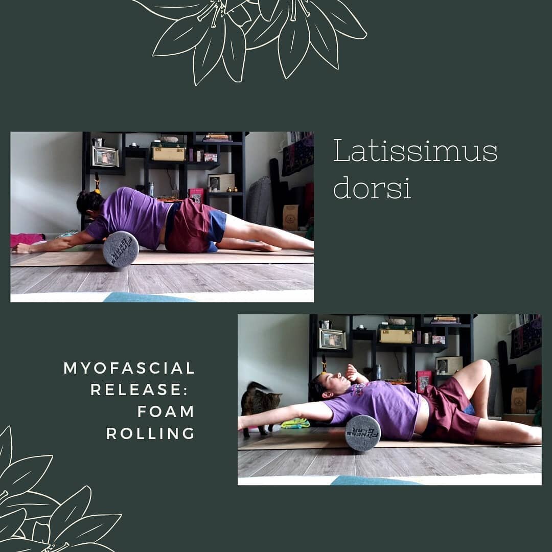 The Latissimus Dorsi, the Lat Dorsi, is a massive muscle that spans from the superior iliac crest, 5 lumbar and bottom 6 thoracic spinus process, the lower 4 ribs, thoracolumbar fascia, inferior scapular boarder where it makes its way towards the sup