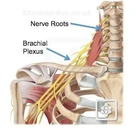 Nerves connecting neck to shoulder