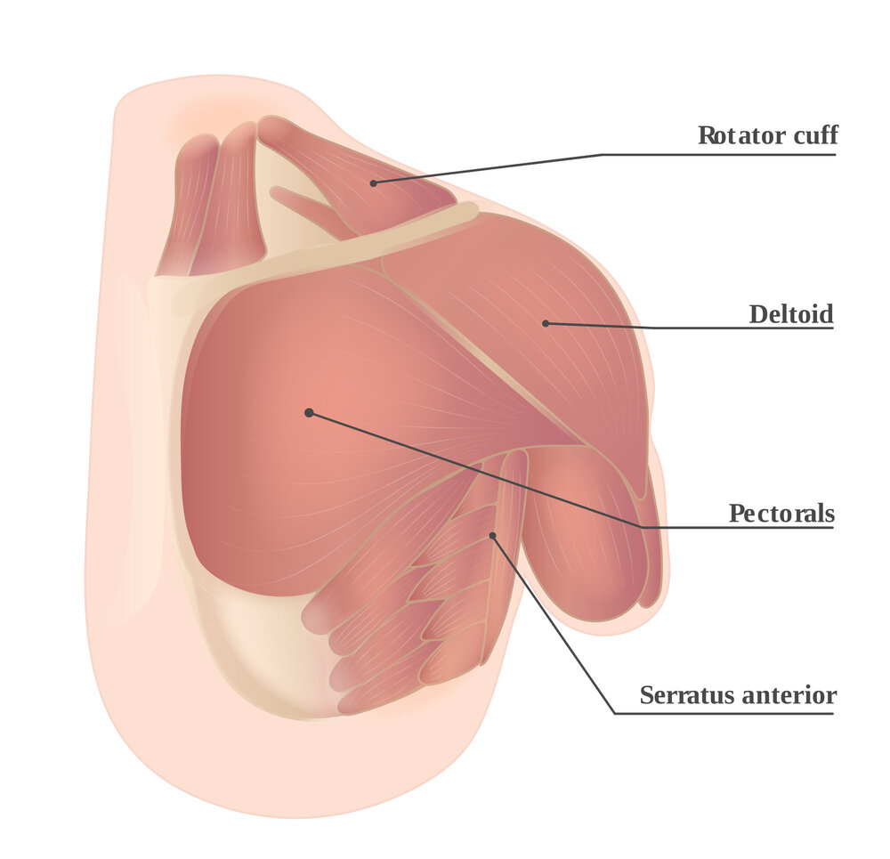 Front_Muscles-09.jpeg