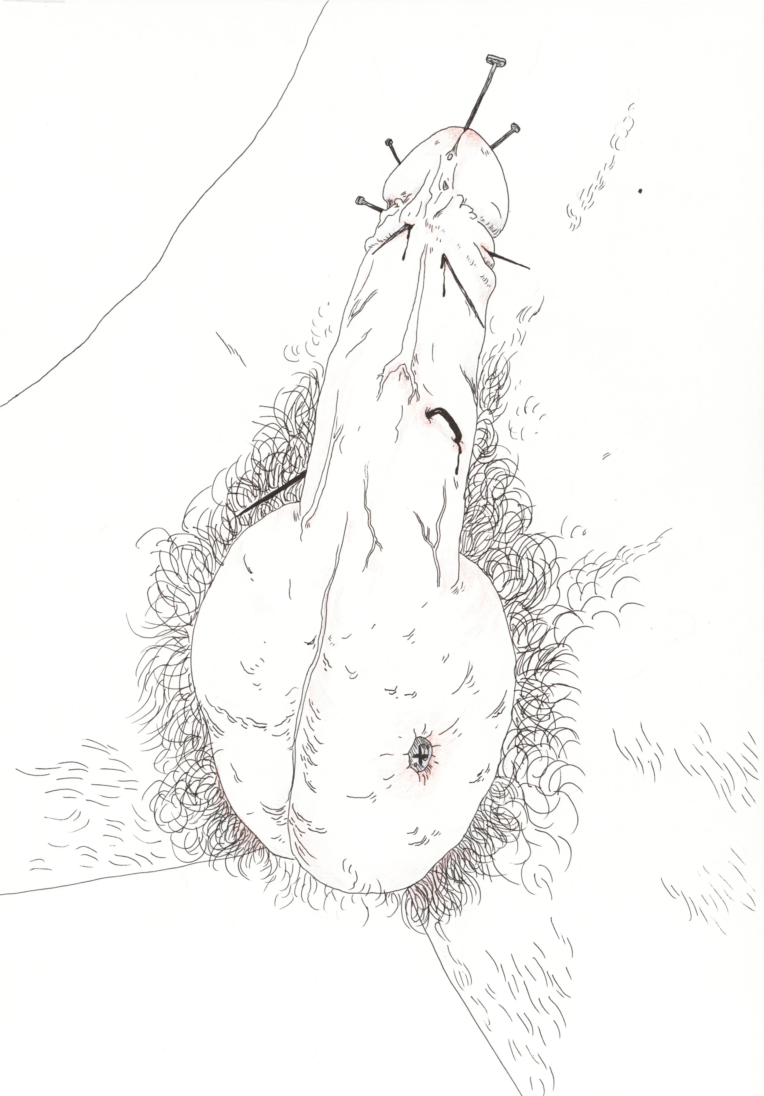 Penis 7.jpg